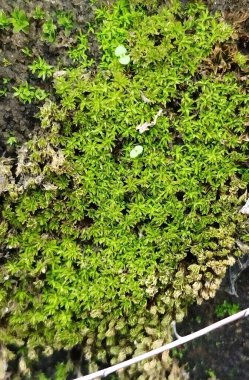 Masada lezzetli hamburger, koyu arkaplan.