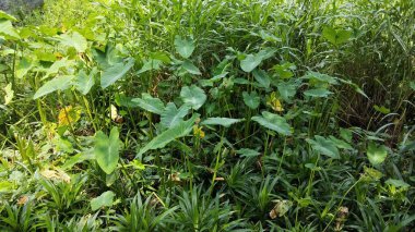 Endonezya 'da birçok eğreltiotu ve su sümbülü ile bir çayır büyür.