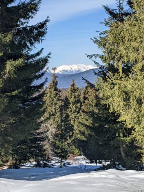 Fotoğraf, bir ormanda güneşli bir kış gününün güzelliğini yakalıyor. Uzun boylu, yeşil köknar ağaçları karla kaplanıyor. Uzakta, Kafkasya Dağları 'nın görkemli karla kaplı zirveleri canlı mavi gökyüzüne karşı yükselir..