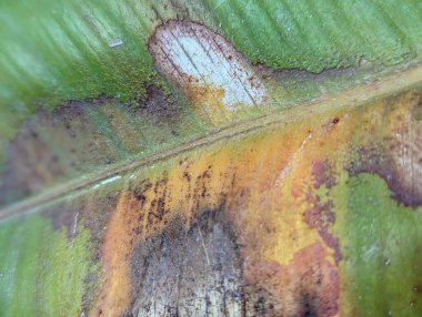 A macro shot of a lush ficus leaf, highlighting its rich green color and intricate natural texture. The close-up showcases the fine details of the leaf's veins, emphasizing the beauty and purity of natural plant life. clipart