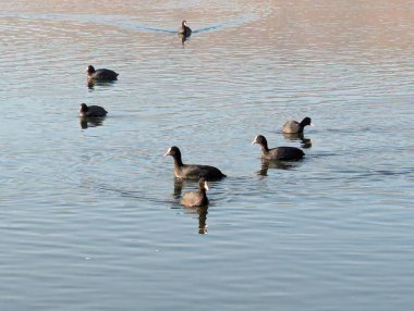 Bir çift siyah ördek, sakin bir gölde zarifçe yüzüyor. Koyu tüyleri, berrak bir gökyüzünün altındaki sakin suyu yansıtıyor..