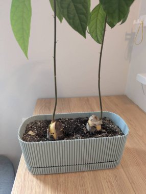 Toprağa ekilmiş iki avokado tohumunun yakın plan fotoğrafı. Her çukurdan filizlenen yeşil filizler. Bu görüntü, bitki yetiştirme sürecinin doğal sürecini vurgulayarak bitkilerin ilk evrelerini yakalar.