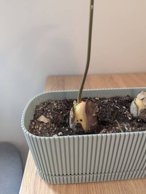 Bir saksı toprağın içinde filizlenen bir avokado tohumu sağlıklı yeşil bir filizle büyümenin ilk evrelerini gösteriyor. Bu resim evde bitki yetiştirmenin basitliğini ve neşesini vurgular, yenilenmeyi, sabrı ve doğal yaşamı sembolize eder..