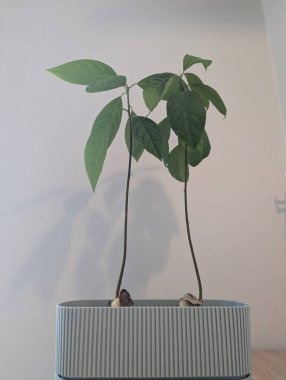 Avokado bitkilerinin sakin bir görüntüsü. Parlak, kapalı bir ortamda gelişiyorlar. Bitkilerin yemyeşil yaprakları doğal ışıkla hafifçe aydınlatılır ve canlı renklerini güçlendirir. Basit saksılara yerleştirilmiş.