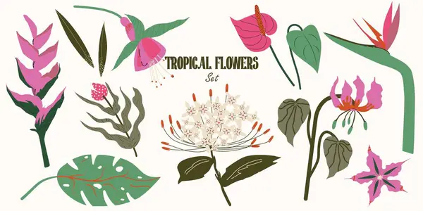 Tropikal Çiçek Koleksiyonu, modern botanik tarzı bir bitki örtüsü. Egzotik Ateş Zambağı, Andoryum, Fuchsia, Cennet Kuşu, Heliconia, Canavar Yaprağı. Orman bitkileri seti. Vektör İllüstrasyonu