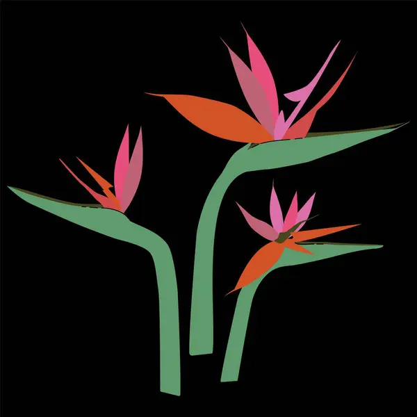 Yapraksız cennet kuşu tropikal çiçekler. Egzotik el yapımı Strelitzia Reginae seti. Moda baskıları, duvar kağıtları, dekoratif unsurlar için koyu arkaplan üzerine vektör illüstrasyonu