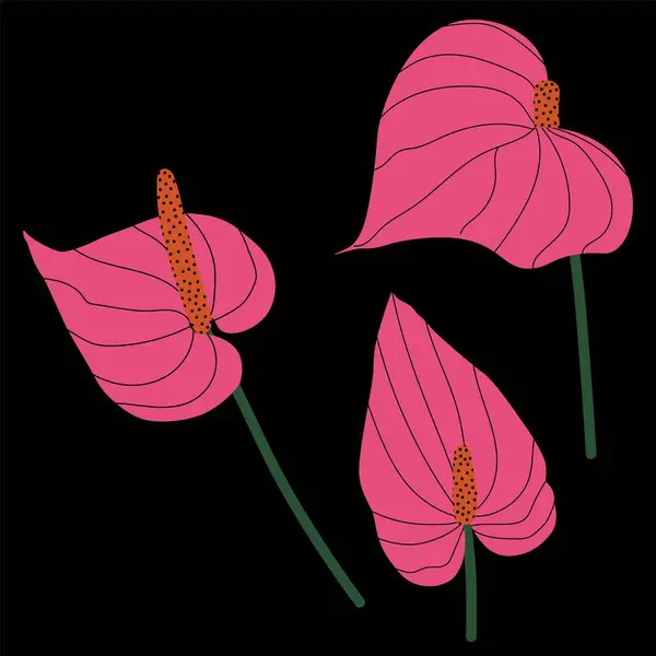 Üç pembe Anthurium tropikal çiçeğinin bileşimi. El çizimi Flamingo çiçeği düz stil sanat. Moda baskıları, duvar kağıtları, dekoratif unsurlar için koyu arkaplan üzerine vektör illüstrasyonu