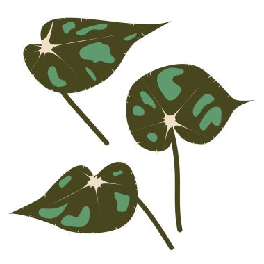 Üç tane stilize edilmiş tropik Begonya Kaplan Pençesi seti. Egzotik el yapımı yapraklar. İzler, duvar kağıtları ve dekoratif öğeler için beyaz arkaplanda izole vektör illüstrasyonuName
