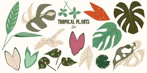 Modern botanik tarzı tropikal yaprak koleksiyonu. Egzotik Canavarlar, Caladium, Begonia, Ctenanthe, Aralia Balfour. Orman bitkileri seti. Vektör İllüstrasyonu
