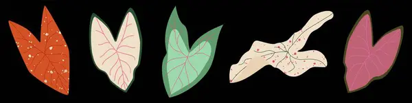 Renkli Caladium yaprakları seti. Modern botanik tarzı tropikal bitkiler. Fil kulağı yeşilliği. Moda baskıları, duvar kağıtları, dekoratif unsurlar için koyu arkaplan üzerine vektör illüstrasyonu
