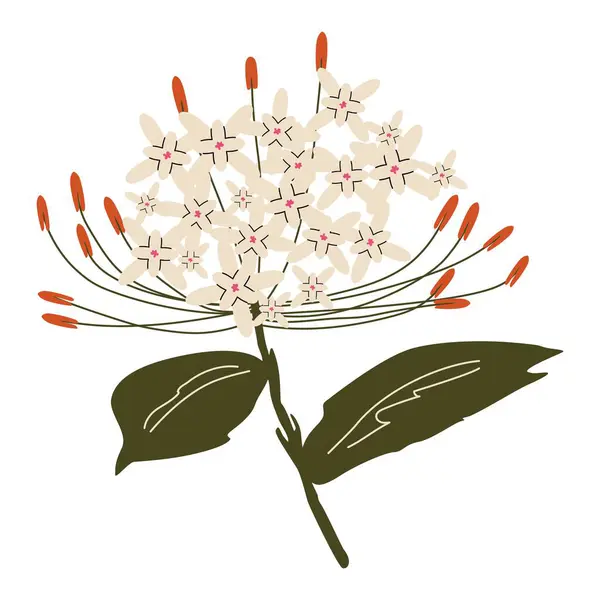 Narin krema yaprakları ve yeşil yaprakları olan zarif bir tropikal çiçek. Minimalist düz stil botanik egzotik illüstrasyon. Doğa temalı baskılar, tekstil ve dijital sanat eserleri için. Vektör izole edildi