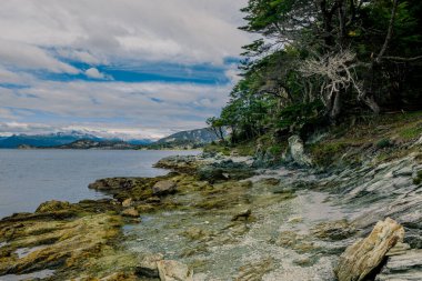 Etrafı Lenga Ağaçlarıyla çevrili Rüzgarlı Kıyı Yolu boyunca yürüyüş