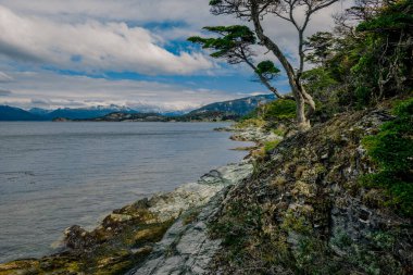 Hayalet Sis Lenga Ormanı ve Rocky Sahili 'ni kucaklıyor.