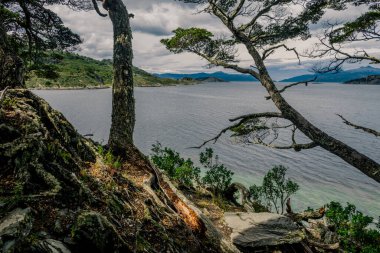 Lenga Ağaçlarıyla çevrili Ensenada Zaratiegui Körfezi 'nin Sakin Suları