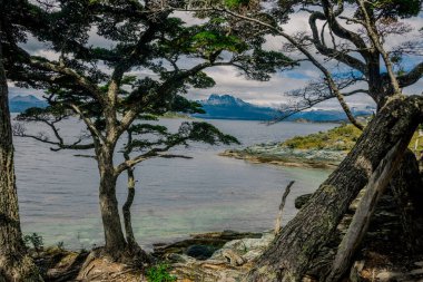 Yoğun Lenga Ormanı Beagle Kanal Görüntülerini Çerçeveliyor