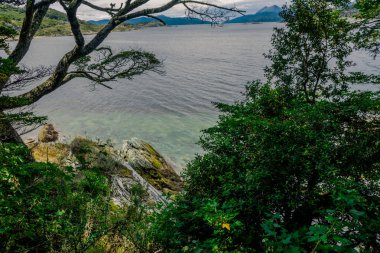 Rocky Kıyı Manzarası Patagonya Yerlisi Flora tarafından Çerçevelendi