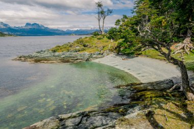Kıyı Ormanı 'ndaki Yerel Ağaç Çiçeklerinin Yakın Çekimi