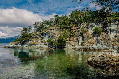 Patagonya Kıyı Ormanı 'nda Yaban Ağaçları