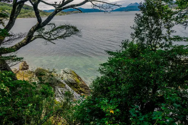 Rocky Kıyı Manzarası Patagonya Yerlisi Flora tarafından Çerçevelendi