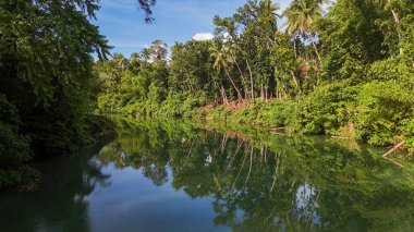 Yoğun yeşil yapraklar ve uzun palmiye ağaçları ile çevrili sakin bir tropikal nehir. Parlak mavi bir gökyüzünün altındaki sakin suda mükemmel yansımaları var. Doğa, seyahat ve manzara temaları için ideal.
