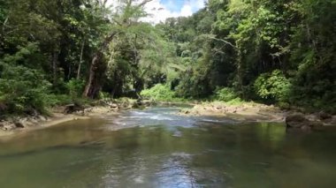 Berrak bir tropikal nehrin sakin bir görüntüsü kayaların üzerinde yavaşça akan, yoğun, yemyeşil ve parlak bir gökyüzü altında uzun ağaçlarla çevrili. El değmemiş doğayı ve seyahat noktalarını göstermek için ideal.