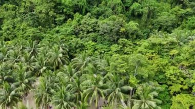 Büyüleyici hava görüntüsü, canlı palmiye ağaçları yoğun tropikal bir ormanla kusursuz bir şekilde harmanlanıyor. Bu doğal sahne egzotik manzaraların güzelliğini vurgular, seyahat, doğa ve