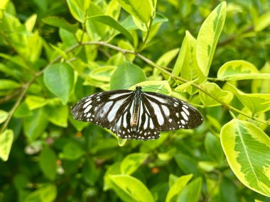 Çarpıcı siyah ve beyaz bir kelebek canlı yeşil yapraklar üzerinde tüneyerek narin kanatlarını açar. Kanatlarındaki karmaşık desenler yemyeşil yapraklara karşı çarpıcı bir kontrast oluşturuyor.