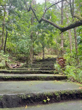 A serene pathway of moss-covered stone stairs winding through a lush tropical forest. The green vegetation, overhanging branches, and peaceful atmosphere create a tranquil nature scene, inviting clipart