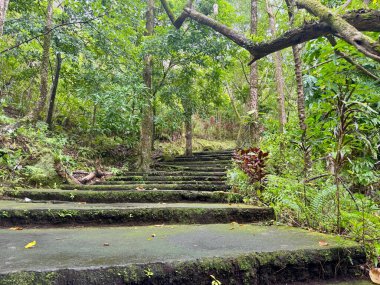 Manzaralı bir yosun kaplı taş merdiven, canlı yeşil yapraklarla çevrili verimli tropikal bir ormanın içinden geçiyor. Rutubetli ve gölgeli çevre, zengin yeşilliği güçlendirir, dinginlik yaratır ve