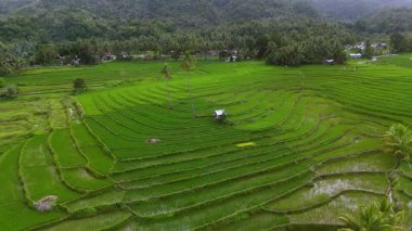 Filipinler 'deki büyüleyici pirinç teraslarının hava manzarası manzaraya oyulmuş canlı yeşil alanlar sergiliyor. Bu geleneksel tarımsal oluşumlar büyüleyici bir model oluşturuyor.