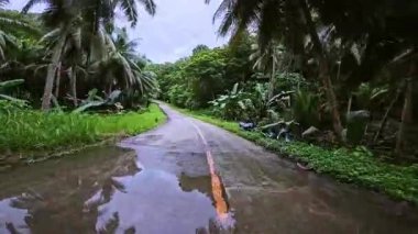 Yüksek palmiye ağaçları ve yoğun yeşil yapraklarla kaplı verimli tropikal bir arazide kavisli bir beton yol esiyor. Rutubetli yüzey nemli iklimi yansıtıyor, dingin ve doğal bir hava yaratıyor.