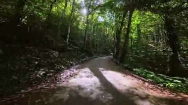 Dar bir asfalt yol, yüksek ağaçlar ve yemyeşil yapraklarla çevrili yoğun tropikal bir ormanın içinden geçiyor. Güneş ışığı gölgelerin arasından süzülür, yere lekeli gölgeler bırakır,