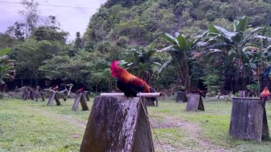 Kırmızı ve turuncu tüylü canlı bir horoz kırsal bir çiftlik ortamında beton bir standın üzerinde duruyor. Yeşilliklerle çevrili diğer birkaç horoz arka plandaki tüneğe bağlıdır.