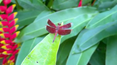 Narin kanatları olan canlı kırmızı bir yusufçuk yemyeşil bir yaprağın ucunda yemyeşil bir tropikal bahçede yatıyor. Böcekler karmaşık detaylar ve zengin renkler bulanık olanlara karşı güzel bir tezat oluşturuyor.