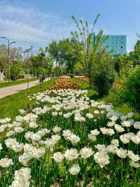 Baharda canlı bir şehir parkı. Çiçek açan beyaz laleler, yeşil çimenler ve açık mavi gökyüzünün altında yürüyen bir patika oluşturan genç ağaçlar. Arka planda modern cam bir bina duruyor.