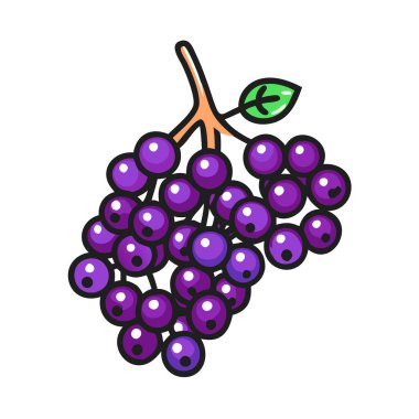 Basit çizgi film stili olgun mor mürver vektör çizimi düz simge