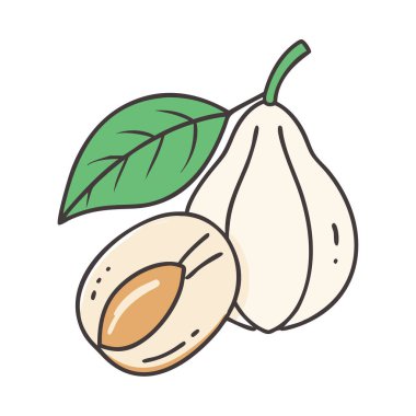 Basit çizgi film tarzı taze beyaz pouteria vektör çizimi düz simge