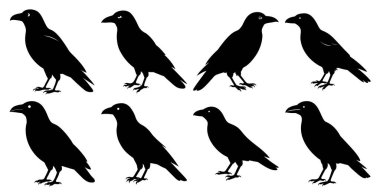 Vahşi Yaşam ve Kuş Tasarımı İçin Crow Siluet Paketi