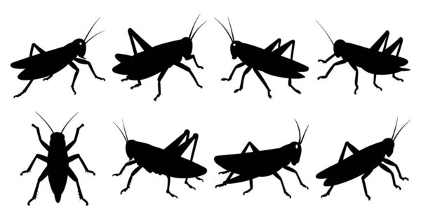 Grasshopper Silhouette Bundle for Insect and Wildlife Designs