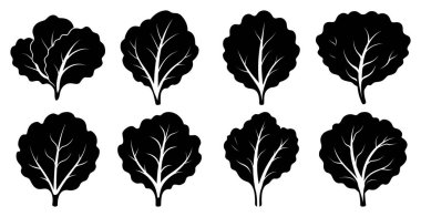 Karalahana yeşillikleri, siluetler, vegan için vektör grafikleri, sağlıklı beslenme ve masa tasarımları koleksiyonu