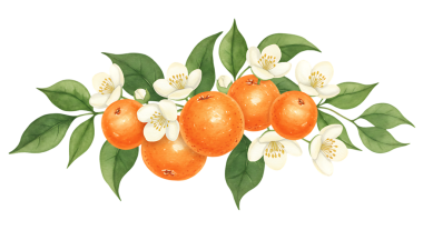 A vibrant arrangement of ripe orange citrus fruits with delicate white blossoms and lush green leaves on a transparent background, conveying freshness and natural beauty ideal for health and food marketing.