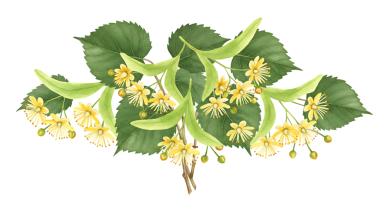 A detailed and vibrant lemon blossom branch with green leaves and yellow flowers, illuminated against a transparent background, conveying freshness and natural beauty ideal for botanical or health-related marketing.
