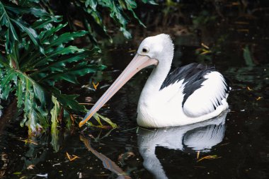 Görkemli bir Avustralyalı pelikan yemyeşil sularla çevrili yansıtıcı bir su yüzeyinde huzur içinde yüzer. Huzurlu sahne doğal ortamında vahşi yaşamın özünü yakalıyor.