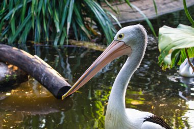 Görkemli bir pelikan, yemyeşil yeşilliklerle çevrili sakin bir göletin yanında duruyor. Zarafetini ve güzelliğini sakin doğal ortamında sergiliyor..