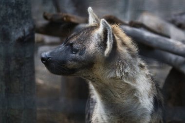 A detailed portrait of a hyena looking attentively to the side, capturing the essence of wild beauty in its natural habitat. clipart