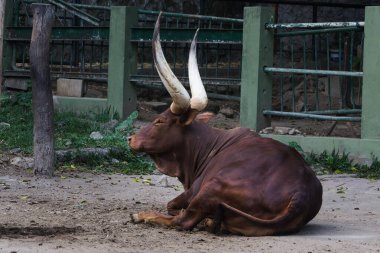 An Ankole Watusi bull with impressive horns rests quietly in an enclosed area. The serene setting highlights the animal's unique features and tranquil demeanor. clipart