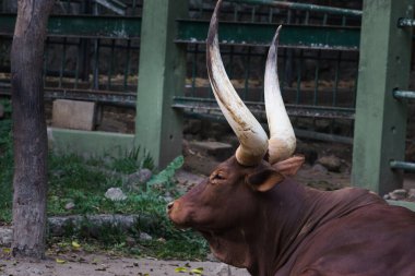 Görkemli bir Ankole Watusi boğasının yakın çekimi yerde dinleniyor ve doğal bir ortama karşı geniş eğri boynuzlarını gösteriyor. Doğadaki güç ve sükunetin vücut bulmuş hali..