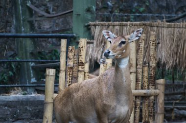 Sade bir antilop, kırsal bambu çitleri ile çerçevelenmiş bir hayvanat bahçesinde zarifçe duruyor. Mekan, esaret altındaki vahşi hayatın güzelliğini gösteren barışçıl bir ortam olduğunu gösteriyor..
