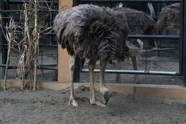 Hayvanat bahçesi duvarında yeri gagalayan meraklı bir devekuşunun yakın çekimi. Yumuşak tüyleri ve sağlam bacakları belirgin bir şekilde görülebilir. Kuşu doğal bir ortamda sergiliyor..