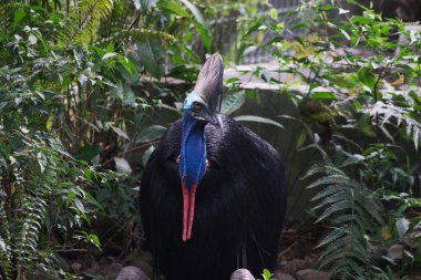 Çarpıcı bir cassowary bereketli yeşilliklerle çevrili yoğun bir orman ortamında zarifçe duruyor. Kuşun canlı renkleri ve heybetli varlığı vahşi doğa ve doğal güzelliği çağrıştırıyor..